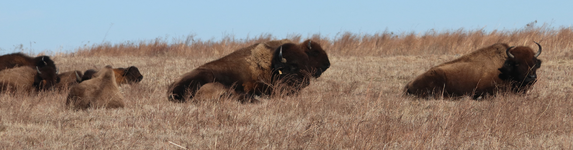 prairie state park - - liberal mo